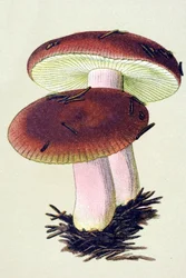 Tablica botaniczna z toksycznym grzybem (żylnym): Russula wymiotna (Russula emetica)