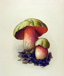 Tablica botaniczna z grzybem toksycznym (żylnym): Podgrzybek (Boletus lupinus)
