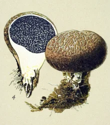 Tablica botaniczna z toksycznym grzybem (żylnym): twardzina wulgarna (Scleroderma vulgare)