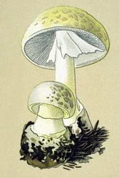 Tablica botaniczna z grzybem toksycznym (żylnym): amanit falliczny (Amanita phalloides)