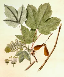 Ilustracja botaniczna/Acer pseudoplatanus/Klon jawor