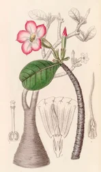 Ilustracja botaniczna/Adenium obesum/Róża pustyni/Róża pustyni