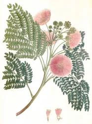 Ilustracja botaniczna/Albizia julibrissin/Jedwabne drzewo/Mimosa de Constantinople