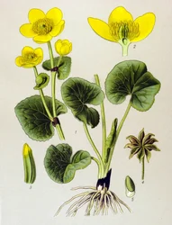 Deska botaniczna. Roślina żylna (toksyczna): populacja bagienna (Caltha palustris)