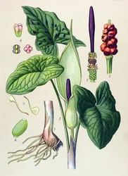 Deska botaniczna. Roślina żylna (toksyczna) i lecznicza: Arum maculatum (Arum maculatum)