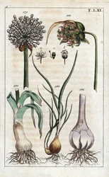 Botanika: por, czosnek, echalote - por, Allium pollum 179, kwiat czosnku, Allium sativum 181, główka czosnku 182 i szalotka, Allium cepa var. aggregatum, ascalonicum