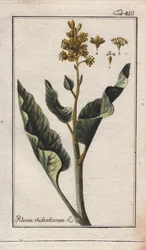 Botanika: liście rabarbaru - Liście rabarbaru, Rheum rhabarbarum. Ręcznie kolorowany miedzioryt na podstawie rysunku B. Thannera z "Icons plantarum medicinalium" Johannesa Zorna, Niemcy.