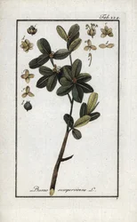 Bukszpan lub jeszcze zielony bukszpan (Buxus sempervirens). Litografia z "Afbeelding der Artseny-Gewassen" Johannesa Zorna (1739-1799), Holandia