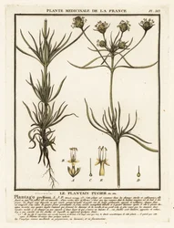 Babka rozgałęziona, Plantago indica.