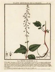 Wilcza jagoda zaklinacza szerokolistna, Circaea lutetiana.