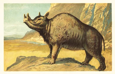 Brontops robustus lub Megacerops robustus.1908 (litografia)