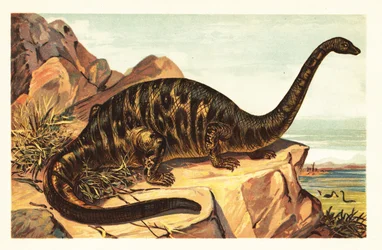 Brontosaurus excelsus, wymarły gatunek gigantycznego czworonoga sau1908 (litografia)