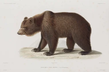Niedźwiedź brunatny, Kamczatka, Rosja