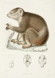 Brązowy koala