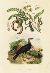 Indyk pędzel i tamaryndowiec, 1834-1839 (grafika)
