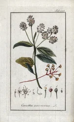 Lilak kalifornijski (Ceanothus americanus). Litografia z "Afbeelding der Artseny-Gewassen" autorstwa Johannesa Zorna (1739-1799), Holandia