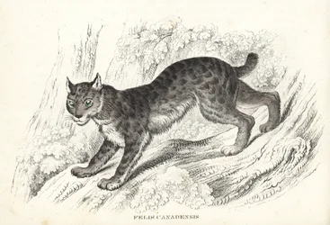 Ryś kanadyjski, Lynx canadensis (Felis canadensis). Ręcznie kolorowana litografia z Galerii Historii Naturalnej Georga Friedricha Treitschke, Naturhistorischer Bildersaal des Thierreiches, Liepzig-1842.