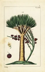Wyspy Kanaryjskie smocze drzewo, Dracaena draco. Wrażliwy.