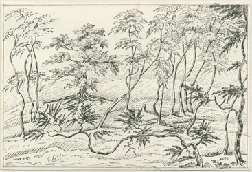 Cannock Chase: rysunek piórem i ołówkiem, bd [?XIX w.]