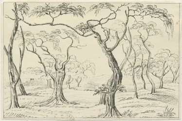 Cannock Chase: rysunek piórem i ołówkiem, bd [?XIX w.]