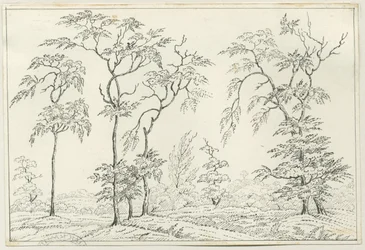 Cannock Chase: rysunek piórem i ołówkiem, bd [?XIX w.]