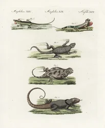 Jaszczurka przylądkowa (saurian afrykański), Cordylus cordylus 1, jerzyk madagaskarski Cuviera (lezard madagaskarski), Oplurus cuvieri 2, jaszczurka górska rogata (lezard a horn), Phrynosoma orbiculare 3, anola jamajska (lezard jamajski), Anolis garmani 4,