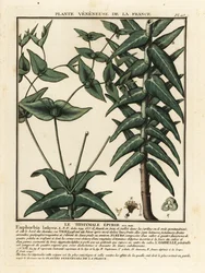 Wilczomlecz kaparowy, Euphorbia lathyris.