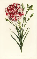 Hybryda goździka, Louis Napoleon, Dianthus caryophyllus. Ręcznie kolorowana litografia z dzieła Louisa van Houtte