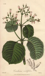 Kora kartagińska, Cinchona cordifolia
