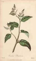 Cascarilla (Croton eleuteria) - mocna woda autorstwa Williama Clarke