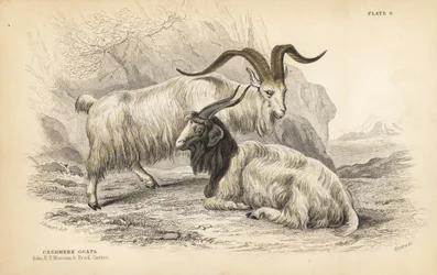 Koza kaszmirska, Capra hircus lanigera. Królewskie Muzeum Uniwersyteckie w Edynburgu i Frederick Cuvier. Ręcznie kolorowany staloryt Lizarsa na podstawie ilustracji Jamesa Stewarta z William Jardine