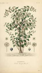 Kot greenbriar lub catbriar, Smilax glauca, Smilax sarsaparilla, Salsepareille, Ręcznie barwiony staloryt autorstwa Debraya według ilustracji botanicznej autorstwa Edouarda Mauberta z Pierre Oscar Reveil, A