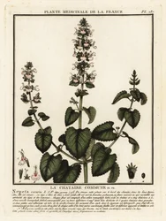 Kocimiętka, Nepeta Katar.