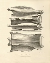 Kręg szyjny Macrauchenia, prehistorycznego zwierzęcia znalezionego przez Karola Darwina podczas jego podróży badawczej na pokładzie statku Beagle. Zoologia podróży H.M.S. Beagle pod dowództwem kapitana Fitzroya w latach 1832-1836, wyd. i uzup.