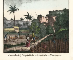 Rolnicy Chamarro orzący pole i rzeźbiący rzędy plantacji na Archipelagu Marianów (USA). Ilustracja z książki Voyage Around the World (1824) autorstwa Louisa de Freycineta (1779-1842). Litografia do książki: "Galerie complete en tableaux fideles des peu