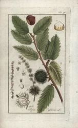 Kasztan jadalny (Castanea sativa). Litografia z "Afbeelding der Artseny-Gewassen" autorstwa Johannesa Zorna (1739-1799), Holandia