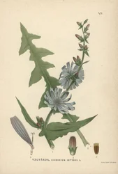 Cykoria, Cichorium intybus