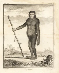 Szympans, Pan troglodytes. Jocko. Zagrożony. Miedzioryt wykonany przez Chevilleta na podstawie ilustracji Jacques