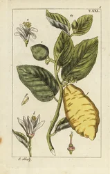 Cytryna ukazująca owoce, liście i kwiaty, Citrus medica.