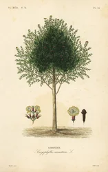 Goździkowiec, Syzygium aromatyczny, Caryophyllus aromatyczny, Giroflier