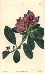 Kępa fioletowych kwiatów azalii indyjskiej. Ilustracja C. Curtisa, rycina Weddella. Eau forte w The Curtis Botanical Magazine, autorstwa Samuela Curtisa