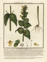Grzebień koguta, Rhinanthus crista-galli.