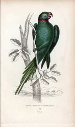 Papużka falista, Psittacula krameri. Psittacus torquatus. Litografia Josepha Kidda, na podstawie rysunku Johna Audubona, w Miscellany of Natural History: Parrots, Sir Thomas DiK Lauder and Captain Thomas Brown, opublikowanym w Edynburgu w Szkocji w 1833 ro