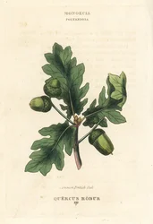 Brytyjski dąb szypułkowy Quercus robur. Ręcznie kolorowany miedzioryt według ilustracji Richarda Duppy z jego The Clours and Orders of the Linnaean System of Botany, Longman, Hurst, London.