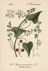 Pospolity kierowca lub trawa dla maltretowanych kobiet - Black bryony, Tamus communis. Ręcznie kolorowana litografia z Flory Niemiec (Flora von Deutschland) Diedericha von Schlechtendala, Jena