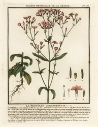 Wspólny wiek. Centaurium erythraea.