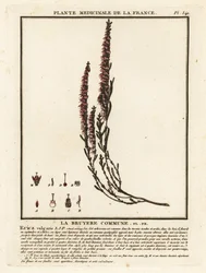Wrzos pospolity, Calluna vulgaris.