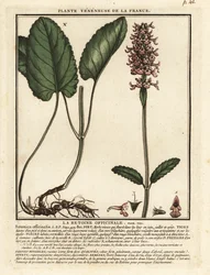 Jeżop pospolity, Stachys officinalis.
