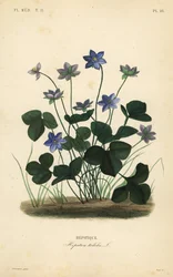 Często przylaszczka lub wątrobowiec, Anemone hepatica, Hepatica triloba, Hepatique
