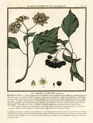 Bluszcz pospolity, Hedera helix